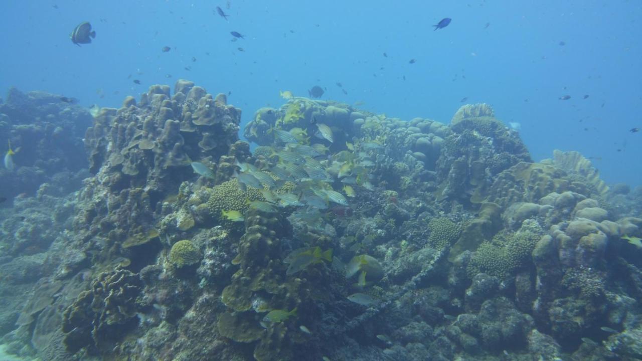 Marazul Dive Resort. 3 Bedroom Seafront House. Dive, Snorkel, Enjoy Amazing Sunsets Westpunt Exterior foto